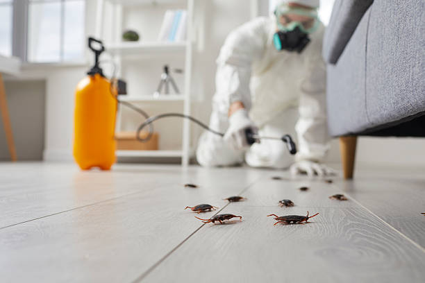 Post-Treatment Bed Bug Interceptor Monitoring in Santa Fe